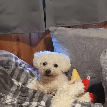 A white dog resting at home